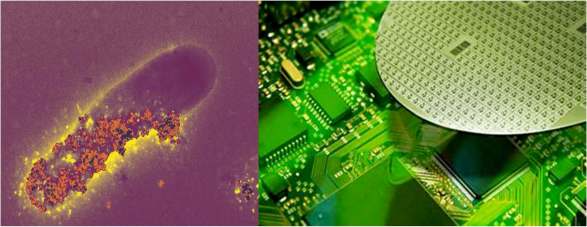 Left: The microbe S. oneidensis, partially coated in natural iron nanoparticles. Right: A silicon wafer and an electronic circuit board. (Source: Hochella et al.)